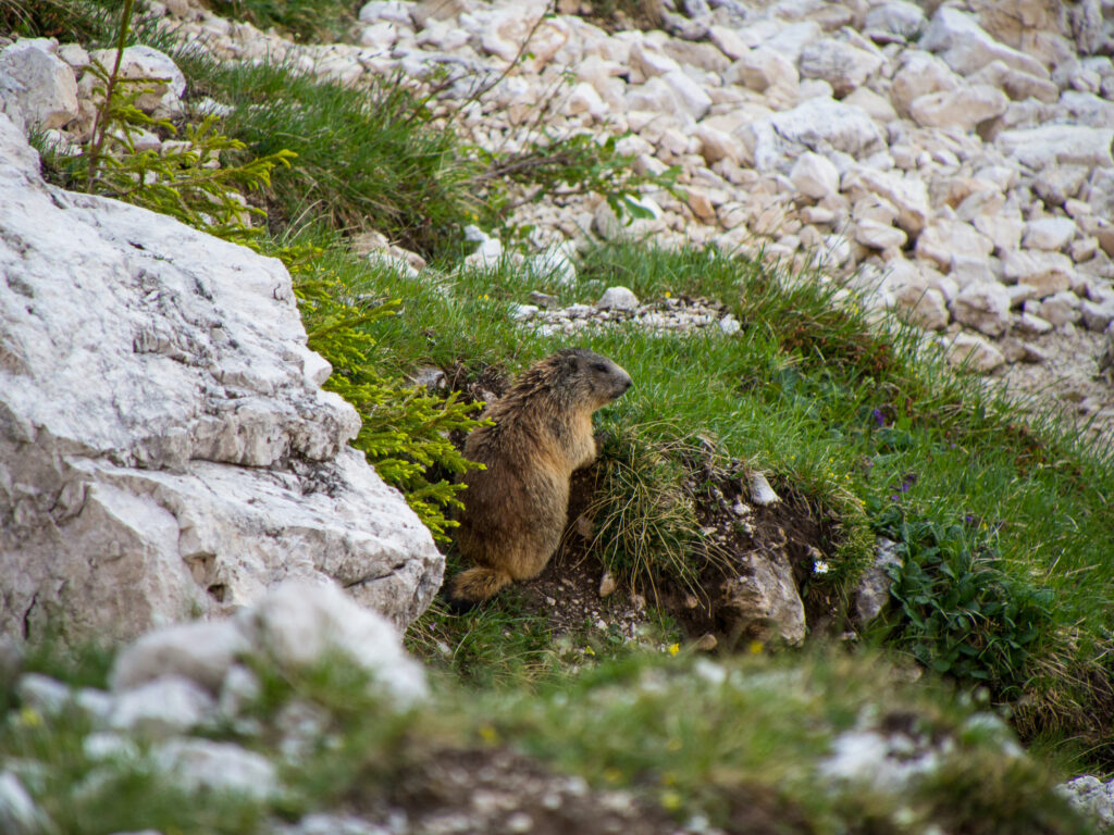 Italy 2024 Walking The World   Dolomites Marmot 1024x768 